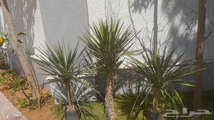 مشتل زراعة لجميع انواع الاشجار داخلي وخارجى وجميع انواع التي 6