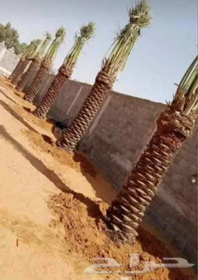 ابوعلي لزرعت انخيل تبوك العلا ضبا شركه حقل تيما 5