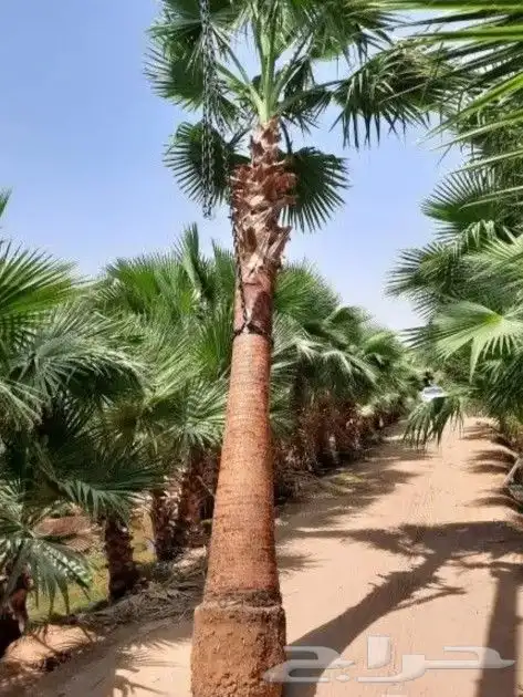 يوجد لدينا جميع انوع انخيل وزيتون واشجار ازينه 4
