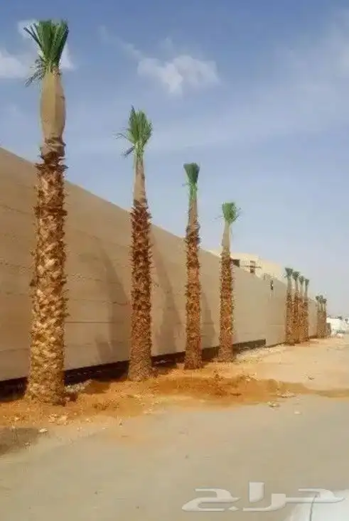 يوجد لدينا جميع انوع انخيل وزيتون واشجار ازينه 5