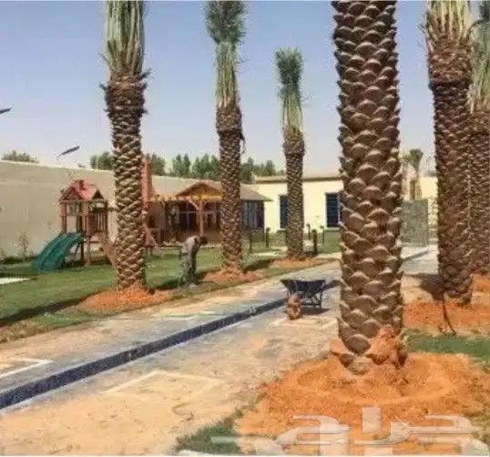 ابوعلي لزرعت انخيل تبوك العلا ضبا شركه حقل تيما 1