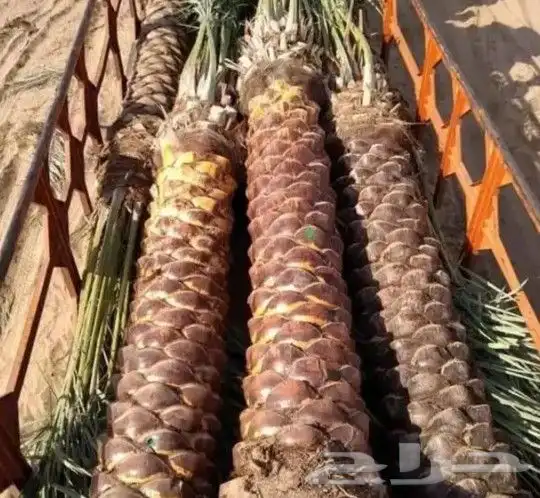 ابوعلي لزرعت انخيل تبوك العلا ضبا شركه حقل تيما 8