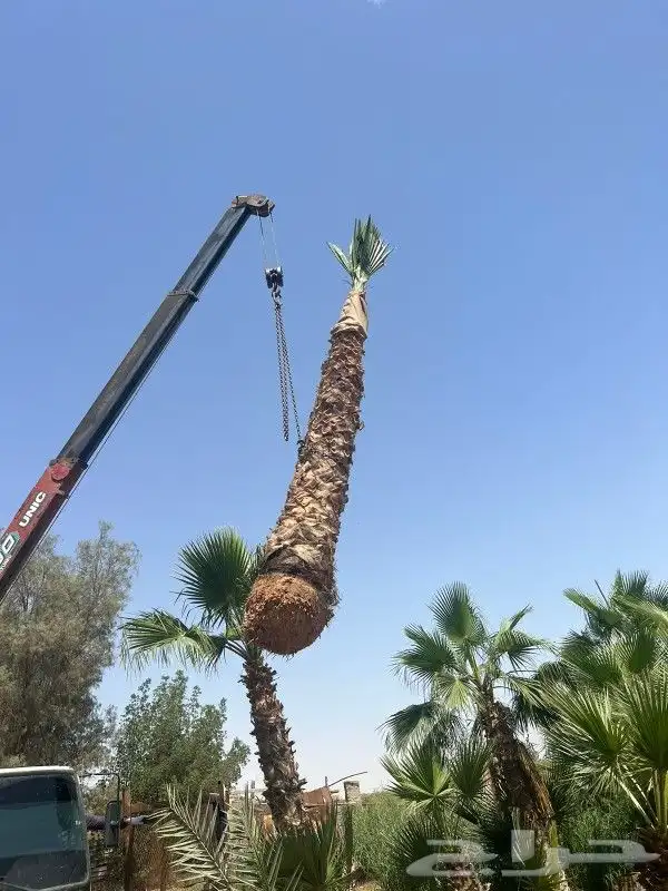 يوجد لدينا جميع انوع انخيل وزيتون واشجار ازينه 8