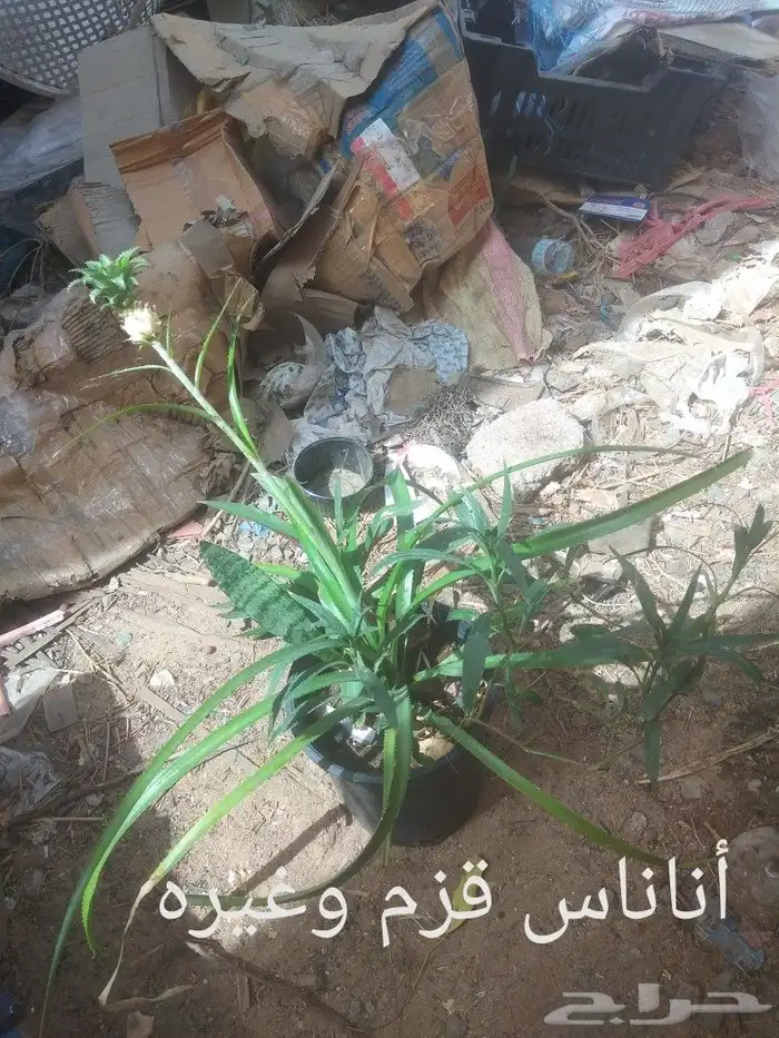 شتلات عنب برازيل  واناناس 9