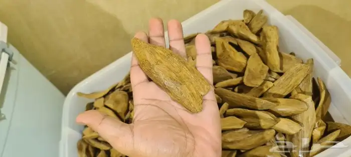 عود طبيعي موروكي آصقون سوبر مرتفع 3