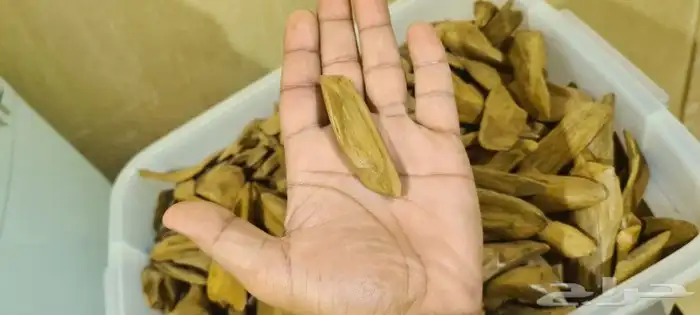 عود طبيعي موروكي آصقون سوبر مرتفع 4