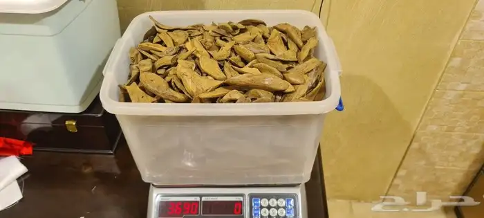 عود طبيعي موروكي آصقون سوبر مرتفع 0