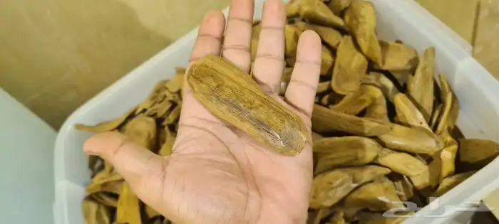 عود طبيعي موروكي آصقون سوبر مرتفع 5