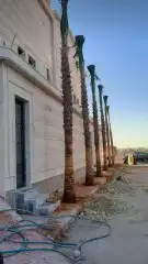 نخل واشنطن للبيع 7