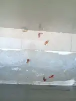 شركه توب كلين لتنظيف ومكافحه الحشرات والنمل الابيض 1