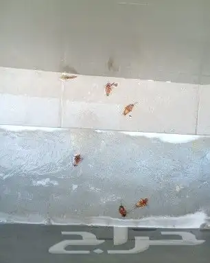 شركه توب كلين لتنظيف ومكافحه الحشرات والنمل الابيض 0