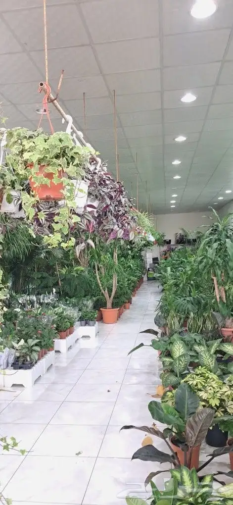 تنسيق حدائق المنطقه الشرقيه 3