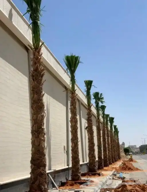 زراعه النخل 2