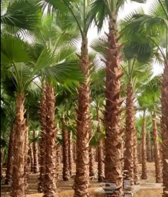 زراعه النخل 0