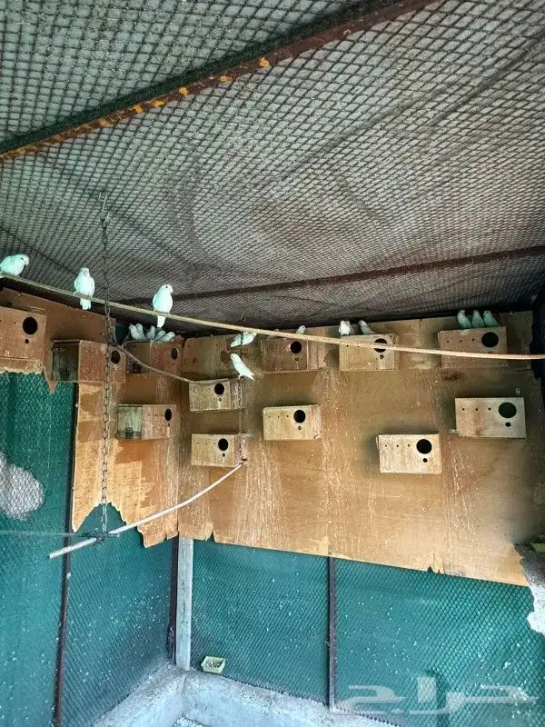 24 زوج روز تصنيفات قويه البينو وبرونز فالو 13