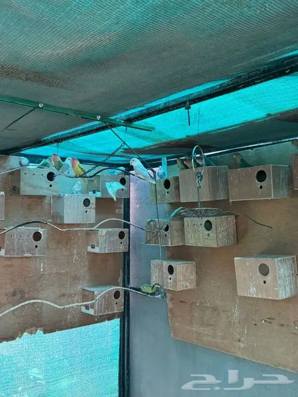 24 زوج روز تصنيفات قويه البينو وبرونز فالو 16