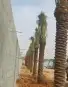 زراعه النخل 3