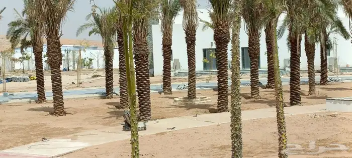 مشتل المهندس أبو سجي لصيانه وتنسيق الحدائق 4