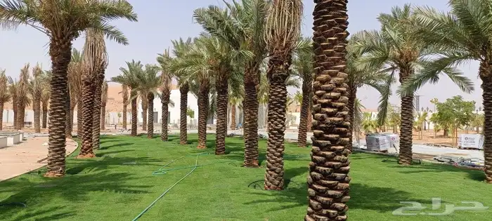 مشتل المهندس أبو سجي لصيانه وتنسيق الحدائق 0