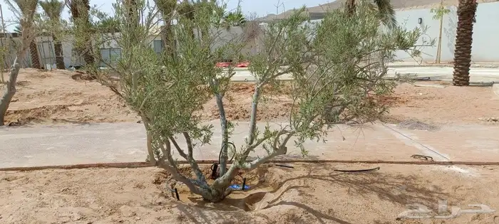 مشتل المهندس أبو سجي لصيانه وتنسيق الحدائق 3