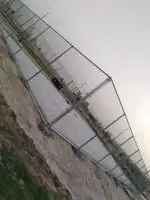 لتوريد النخل العربي والواشنطني والسياجات بجميع انواعها 1