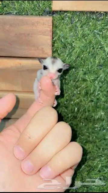 سنجاب فرخ شوقر قلايدر 0