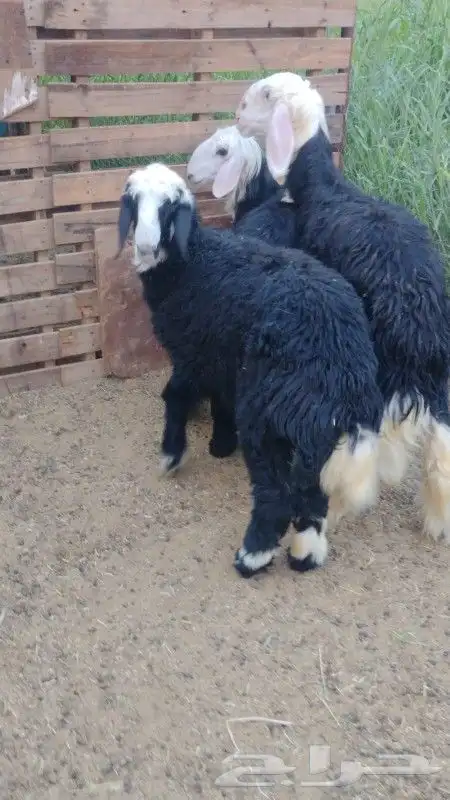 نجد طليان وارخال 0