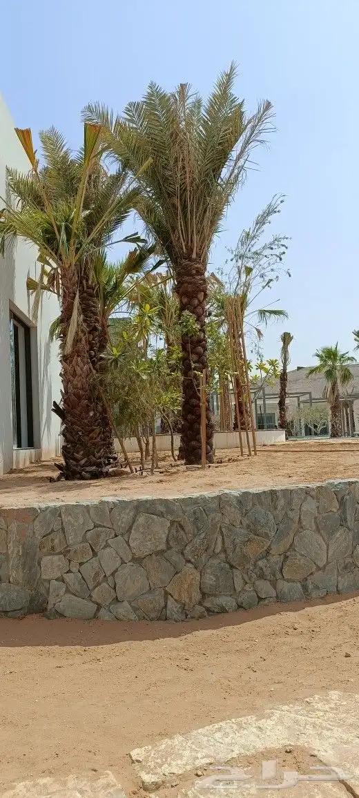 مشتل المهندس أبو سجي لصيانه وتنسيق الحدائق 1