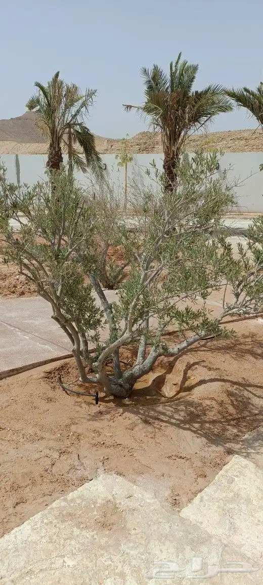 مشتل المهندس أبو سجي لصيانه وتنسيق الحدائق 6