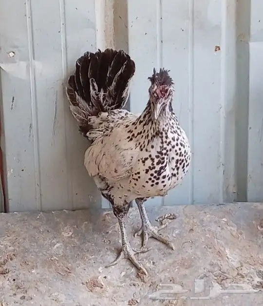 دجاج قزم (حباحب) 9
