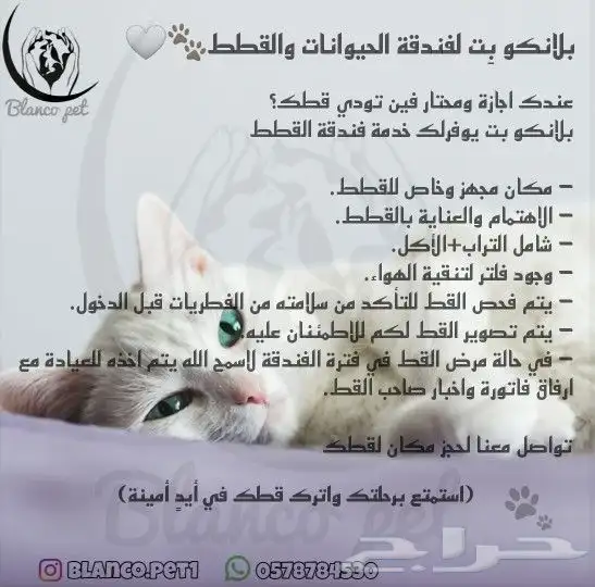 فندقة قطط جده 0