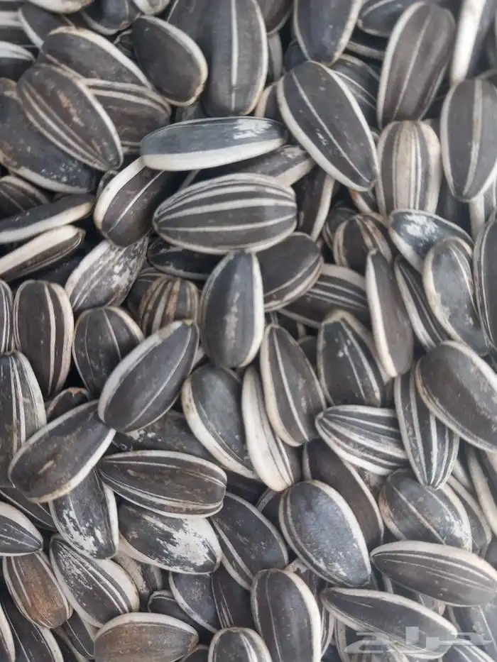 تم وصول اكل كروان وروز فرسلاقا وجميع انوع الاعلاف 3