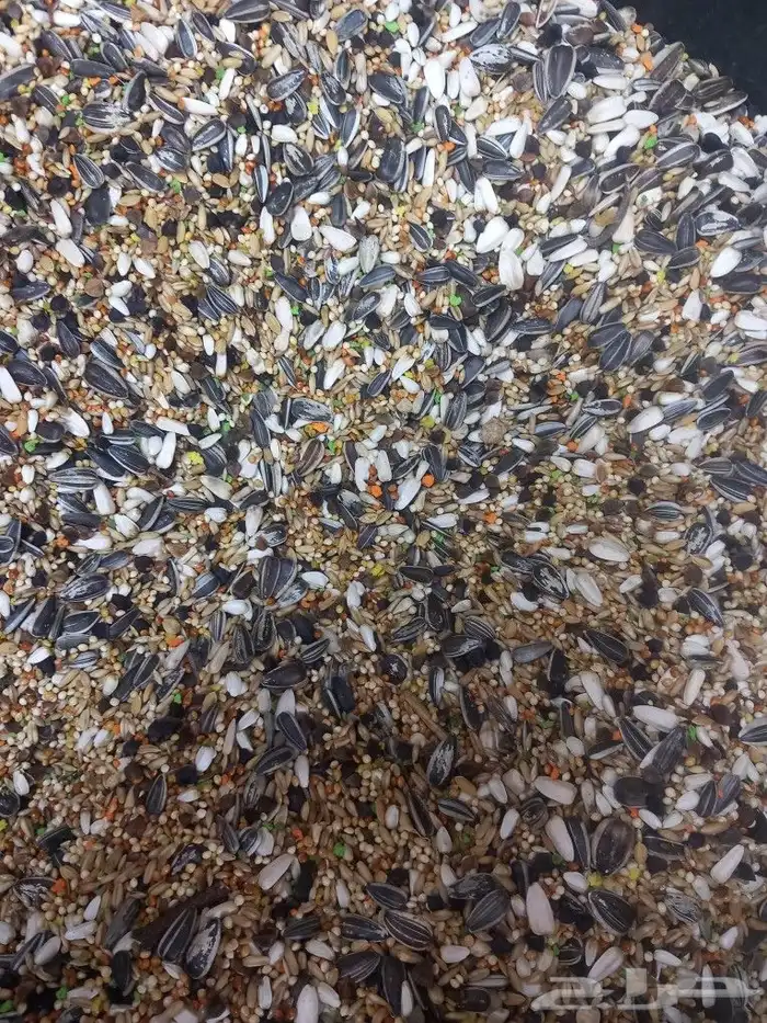 تم وصول اكل كروان وروز فرسلاقا وجميع انوع الاعلاف 5