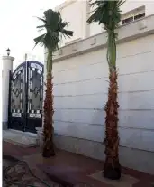 نخل واشنطن زينه 9