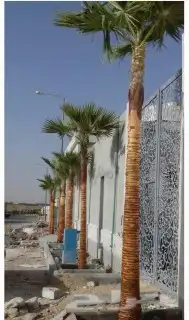 نخل واشنطن زينه 8