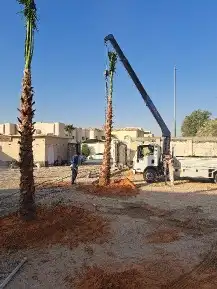 نخل واشنطن زينه 1