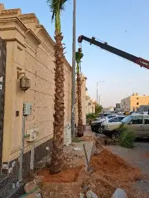 نخل واشنطن زينه 6