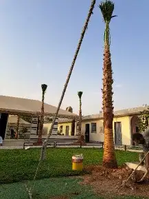 نخل واشنطن زينه 5