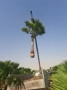 نخل واشنطن زينه 2