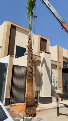 نخل واشنطن زينه 0