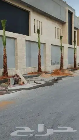 نخل واشنطن زينه 3