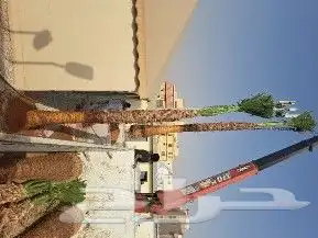 نخل واشنطن زينه 4