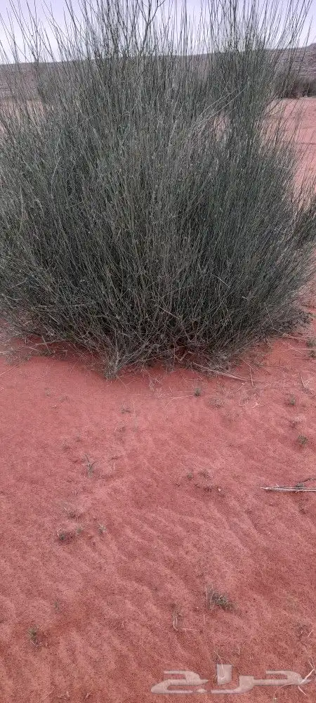 مرخ للحنيذ الربطه 20 2