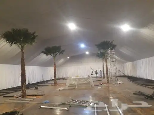 نخل واشنطن زينه 7