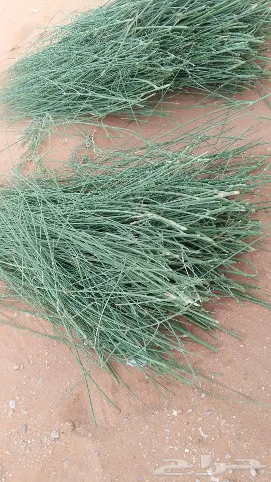 مرخ للحنيذ الربطه 20 0