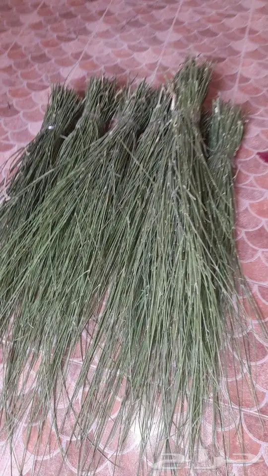 مرخ للحنيذ الربطه 20 1