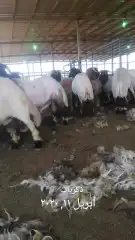 جز صوف غنم مكينه قصاص صوف غنم مكينه 0
