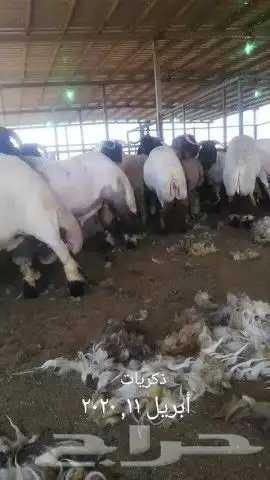 جز صوف غنم مكينه قصاص صوف غنم مكينه 2