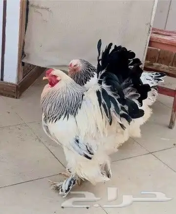 دجاج وديوك واطقم براهما كولمبي بيور منتج 8