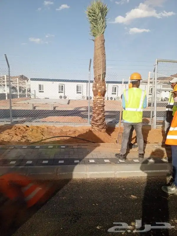 ابوعلي لزراعت انخيل تبوك العلا تيما حقل ضبا شرمه البدع شقري 8